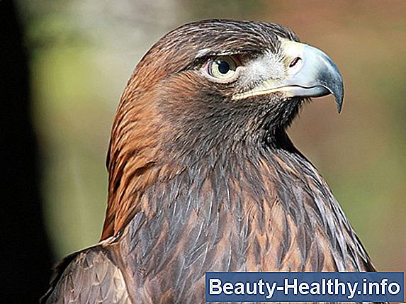 Dele af en Golden Eagle Bow