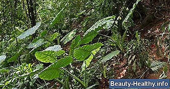 Elephant Ear Skin Irritation and Treatment