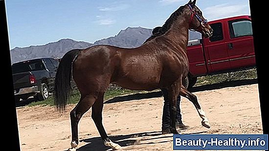 Thoroughbred vs Quarter Horse Top Speed