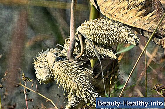 Allergens i Milkweed