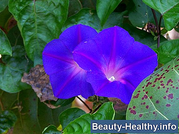 Psychedelic Effects of Morning Glory Seeds