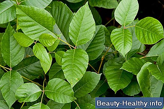 Poison Ivy löögi etapid