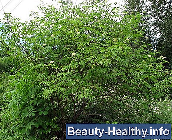 Elderberry ekstrakti eelised