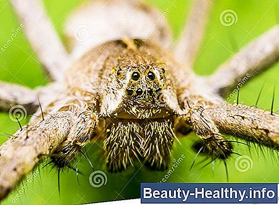 Mis on Spider veenide pÔhjustavad rinnad?