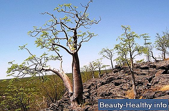 Moringa trädets användningar