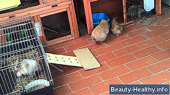 DIY jaula de bateo retr谩ctil de interior