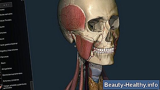 ¿Cómo funciona el sistema muscular con otros sistemas en el cuerpo?