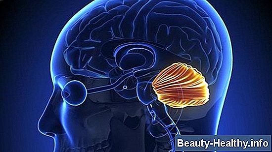 驴Qu茅 hace el l贸bulo frontal derecho del cerebro?