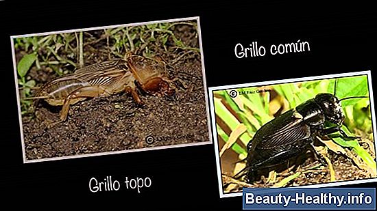 Diferencia entre Lantus y Humalog