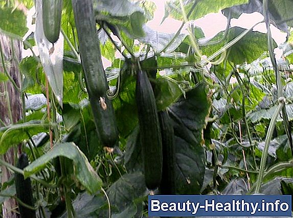 ¿Las semillas de pepino son malas para la digestión?