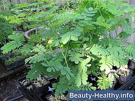 Los usos del árbol de Moringa
