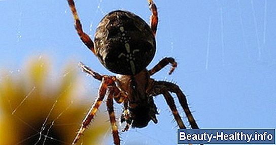 Arañas venenosas de Georgia