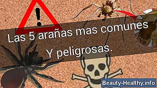Arañas venenosas de la casa