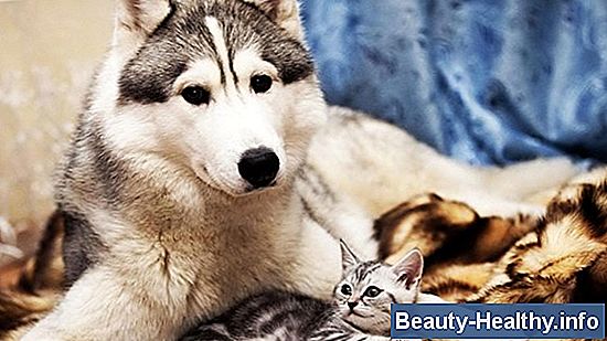 C贸mo esterilizar gasas