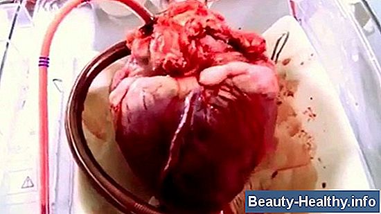 驴C贸mo funciona un coraz贸n?