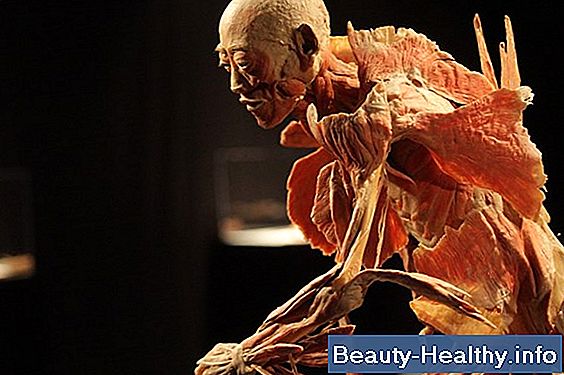 ¿Cómo funcionan los sistemas del cuerpo juntos?