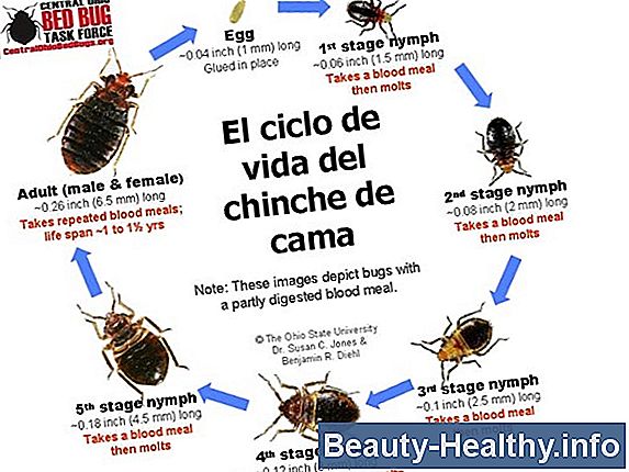 C贸mo matar chinches en el cuerpo humano
