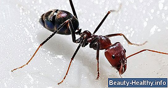 C贸mo tratar las mordeduras o picaduras de hormigas de fuego