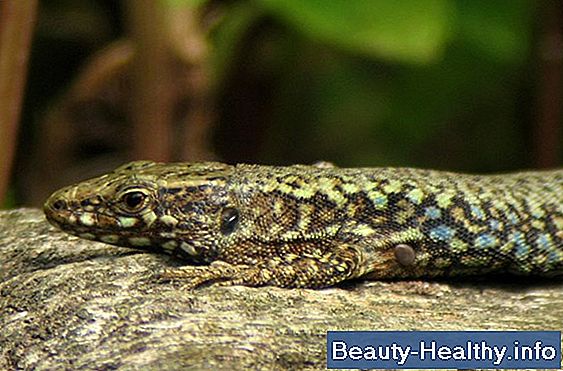 驴Las hormigas de terciopelo son peligrosas para los humanos?