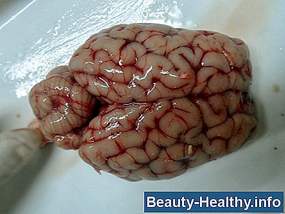¿Qué parte del cerebro controla la presión arterial?