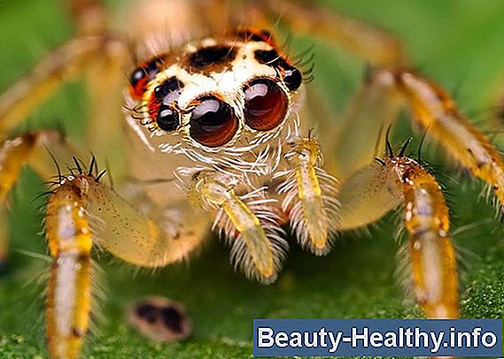 ¿Qué son los insectos del agua?