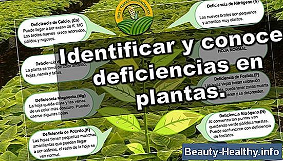 S铆ntomas de deficiencia de magnesio