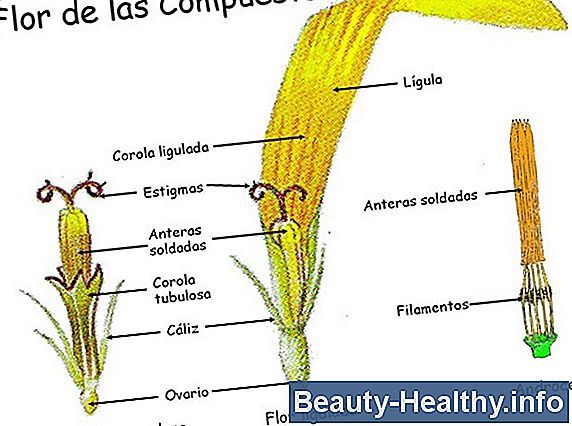 Tipos de estigma