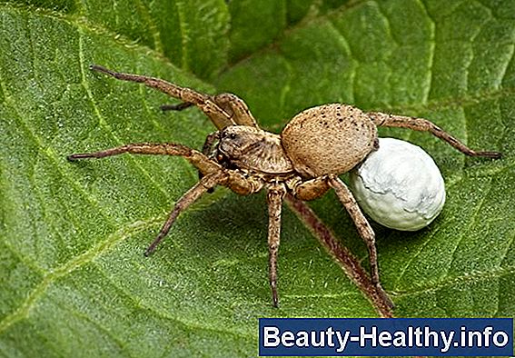 Wolf Spider Bite Symptom