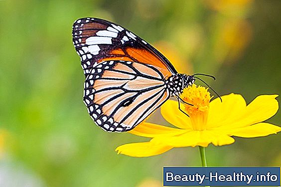 Hva er en Butterfly Needle?
