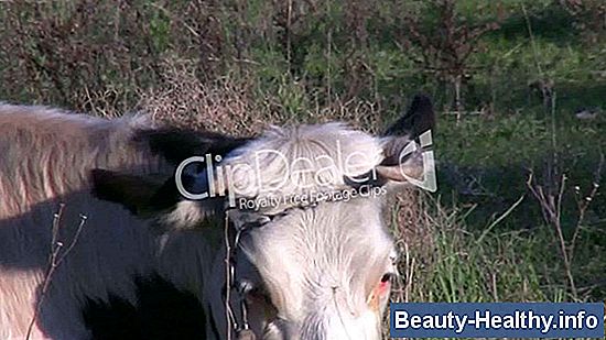 Cow Urin för viktminskning