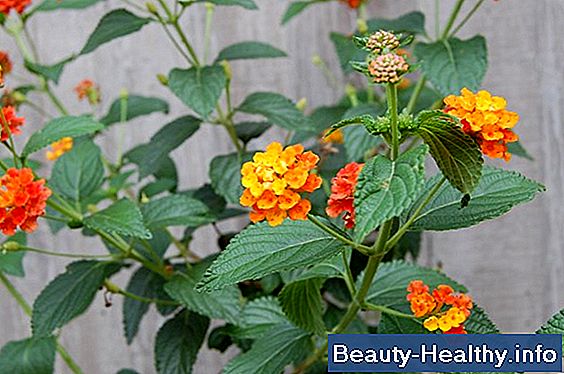 Elephant Ear Skin Irritation and Treatment