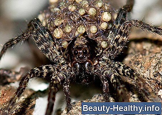 Jämförelse av Brown Recluse & Wolf Spiders