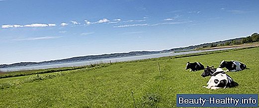 Ekologisk äppelcidervinägerfördelar