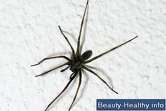 Giftige hus edderkopper