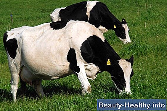Urina de vaca para perda de peso