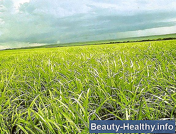 Vantagens E Desvantagens Da Cana De A car Sa de Beleza Nutri o 
